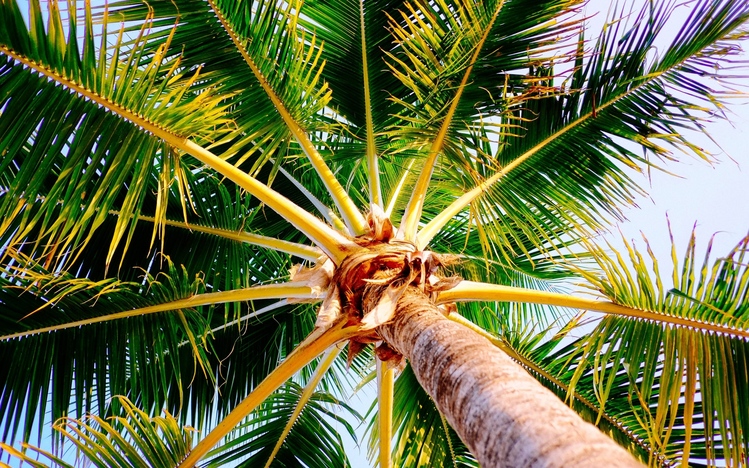 Snowy Mountain Motors >> Palm Tree Windows 10 Theme - themepack.me Snowy Mountain Motors >> Palm Tree Windows 10 Theme - themepack.me