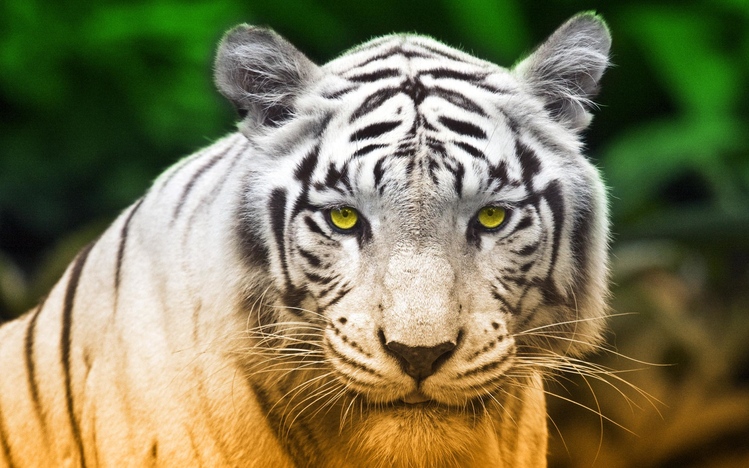 White Tiger Windows 10 Theme - themepack.me