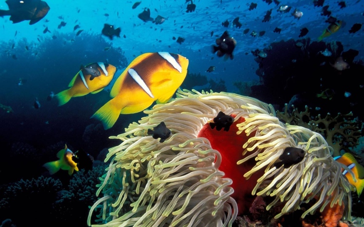 Ocean Life Windows 10 Theme - themepack.me