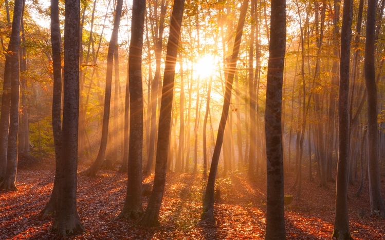 Forests (Dual Monitor) Windows 10 Theme - themepack.me