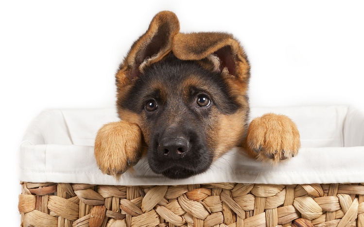 German Shepherd Windows 10 Theme - themepack.me