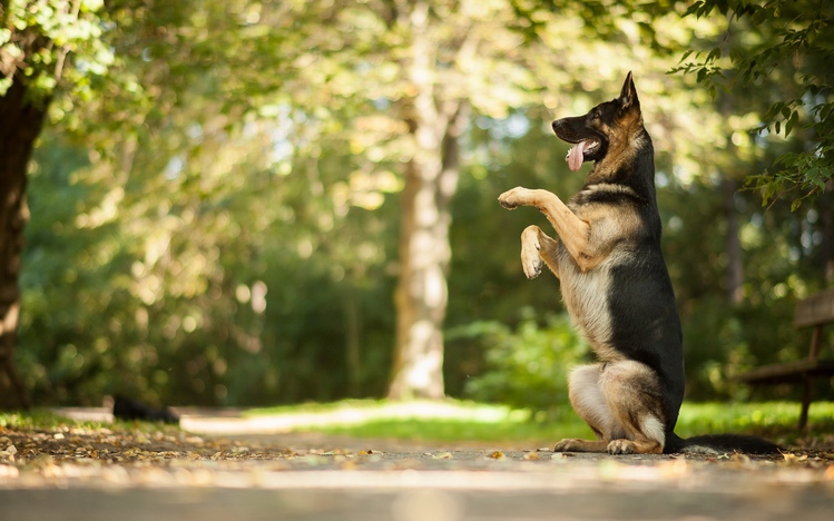 German Shepherd Windows 10 Theme - themepack.me