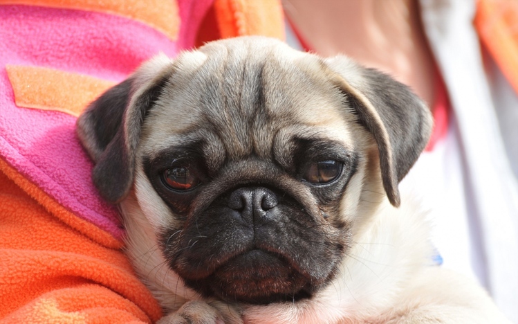 Pug Windows 10 Theme - themepack.me