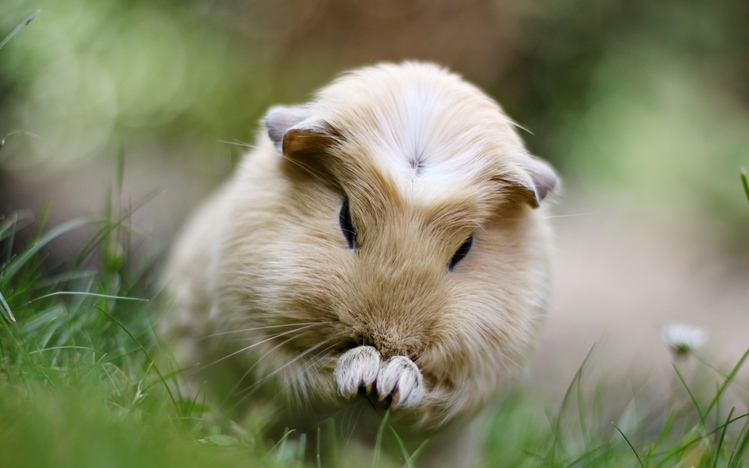 Guinea Pig Windows 10 Theme - themepack.me