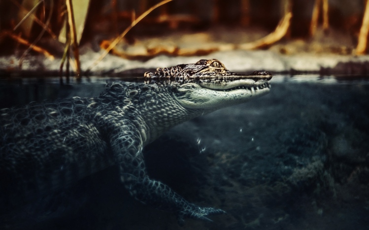 Crocodile Windows 10 Theme - themepack.me