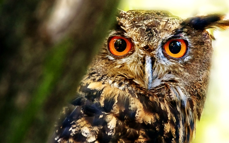 Great Horned Owl Windows 10 Theme - themepack.me