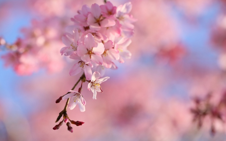 Cherry Blossom Windows 10 Theme - themepack.me