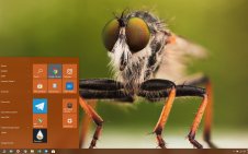 Insect win10 theme