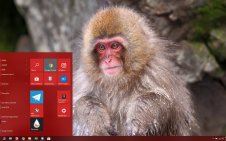 Japanese Macaque win10 theme