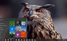 Great Horned Owl win10 theme