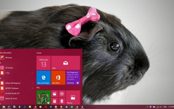 Pet Guinea Pigs Theme Desktop
