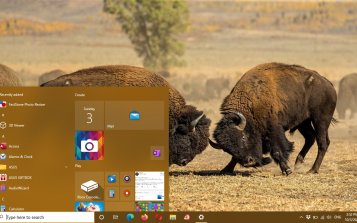 American Bison Theme Desktop