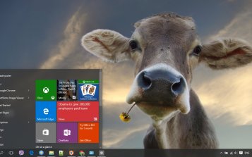 Cow Theme Desktop
