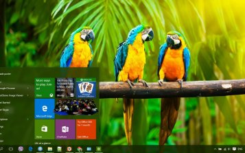 Blue And Yellow Macaw Theme Desktop