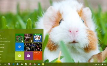 Guinea Pig Theme Desktop