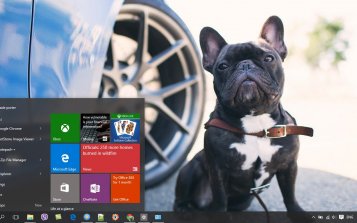 French Bulldog Theme Desktop
