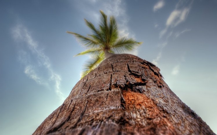 Palm Tree Theme screenshot #5