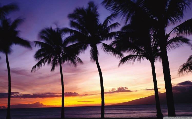 Palm Tree Theme screenshot #15