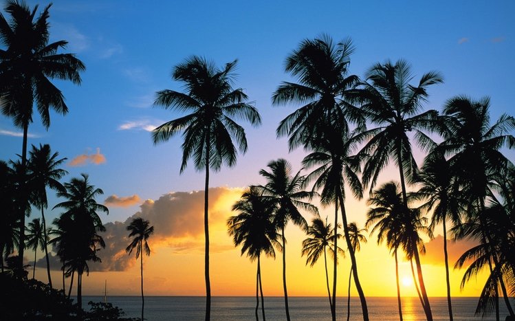 Palm Tree Theme screenshot #16