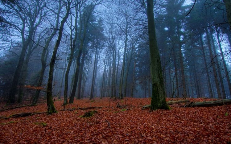 November Theme screenshot #15