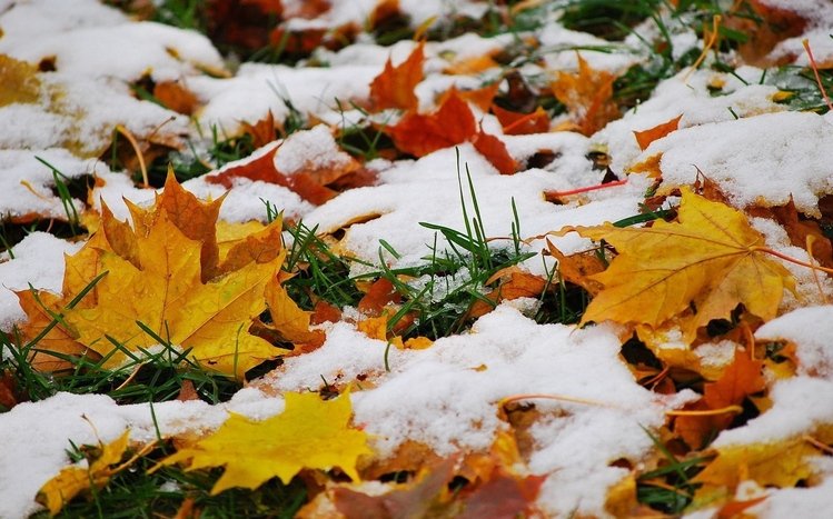 November Theme screenshot #6