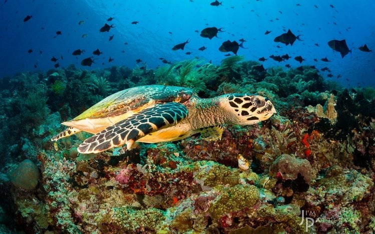 Turtle Theme screenshot #6