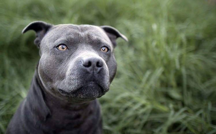 Pitbull Theme screenshot #5