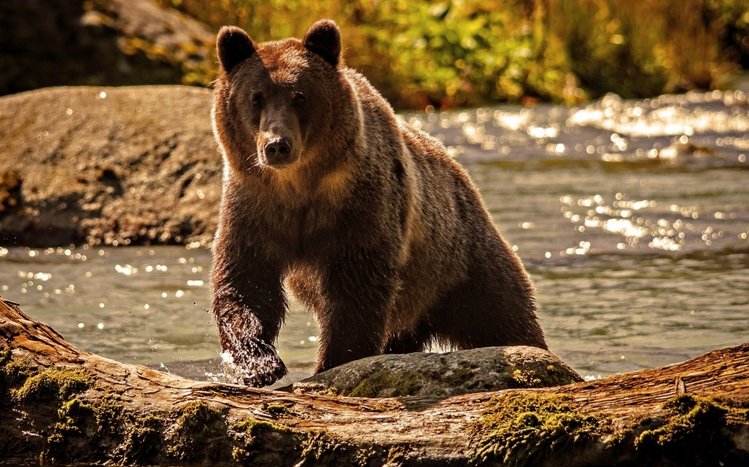 Bear Theme screenshot #1