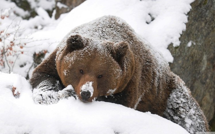 Bear Theme screenshot #4