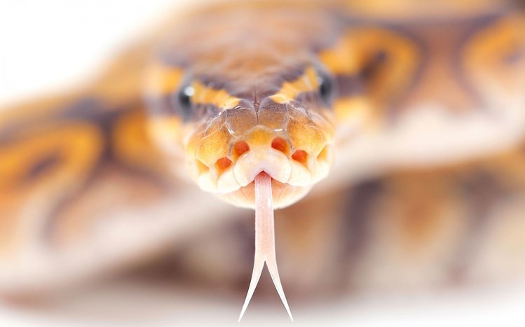 Snake Theme screenshot #1