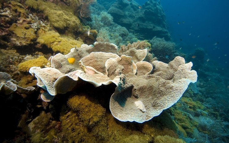 Coral Theme screenshot #7