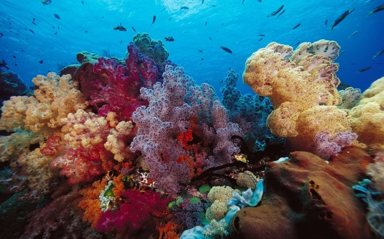 Coral Theme screenshot #9