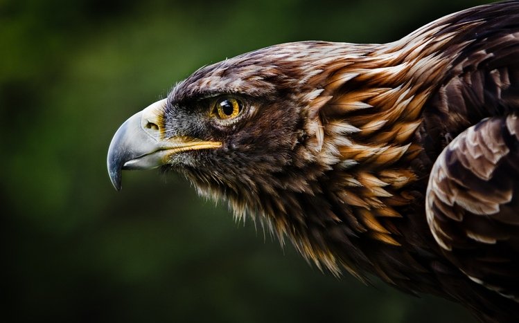 Eagle Theme screenshot #6