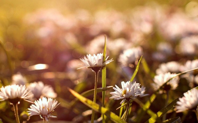 Vintage Flower Theme screenshot #12