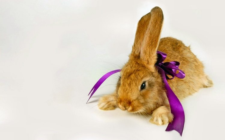 Bunny Theme screenshot #6