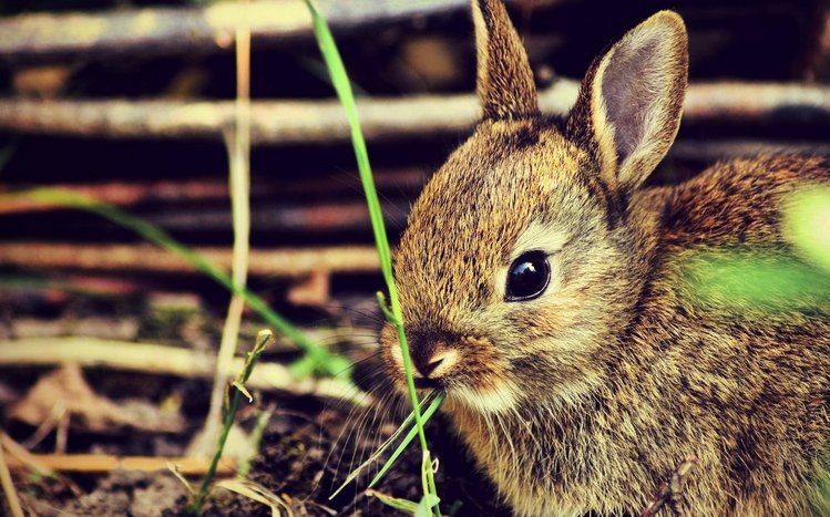 Bunny Theme screenshot #14