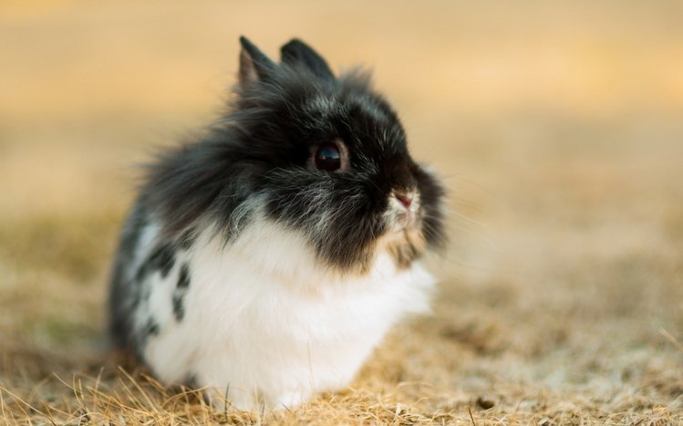 Bunny Theme screenshot #10