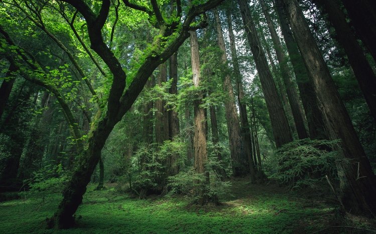 Jungle Theme screenshot #7