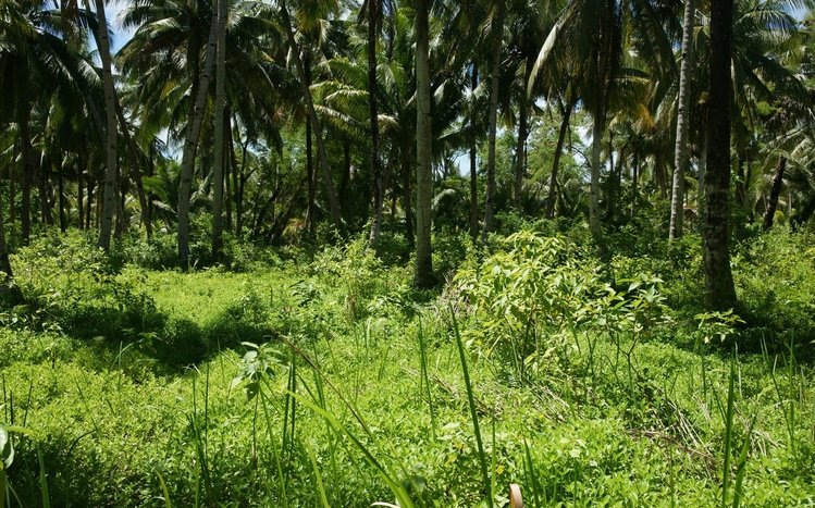 Jungle Theme screenshot #10