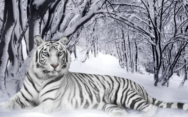 White Tiger Theme screenshot #5