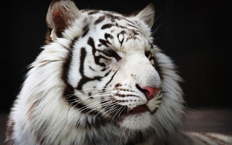 White Tiger Windows 11/10 Theme 