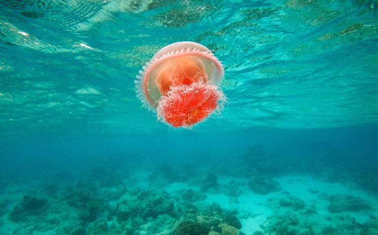 Jellyfish Theme screenshot #13