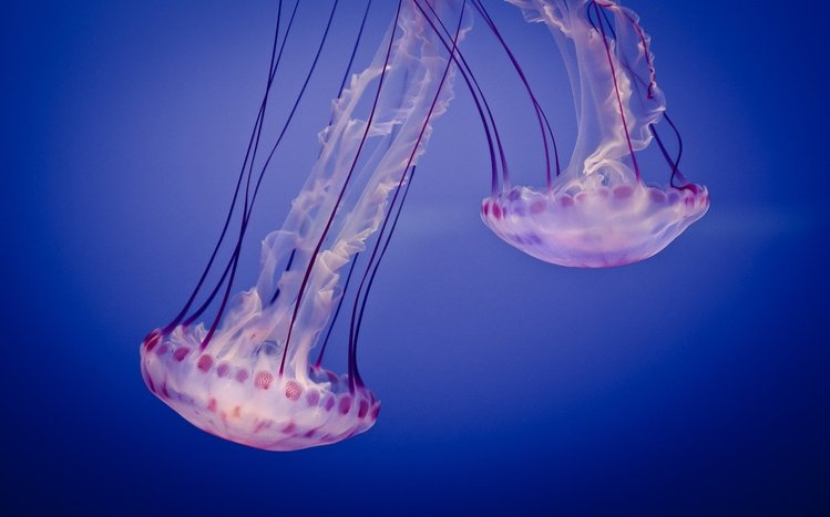 Jellyfish Theme screenshot #9