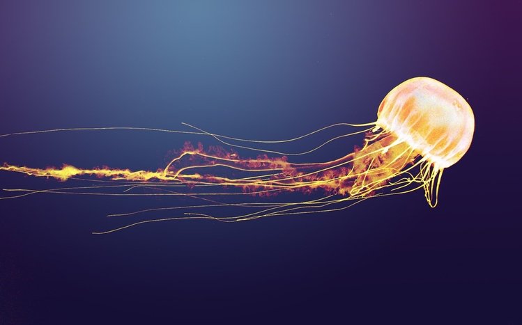 Jellyfish Theme screenshot #7