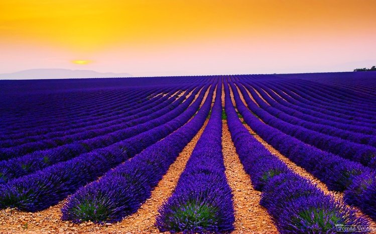 Lavender Theme screenshot #17