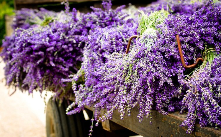 Lavender Theme screenshot #13