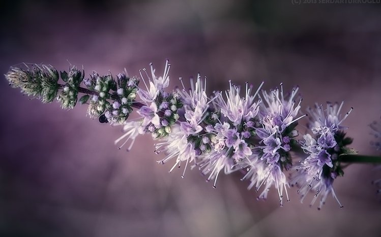 Lavender Theme screenshot #12