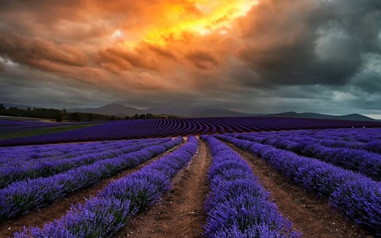 Lavender Windows 11/10 Theme Lavender Windows 11/10 Theme
