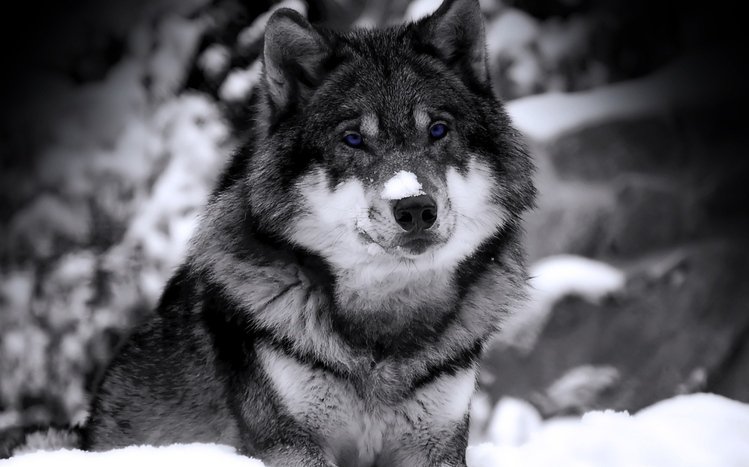 Wolves Theme screenshot #5