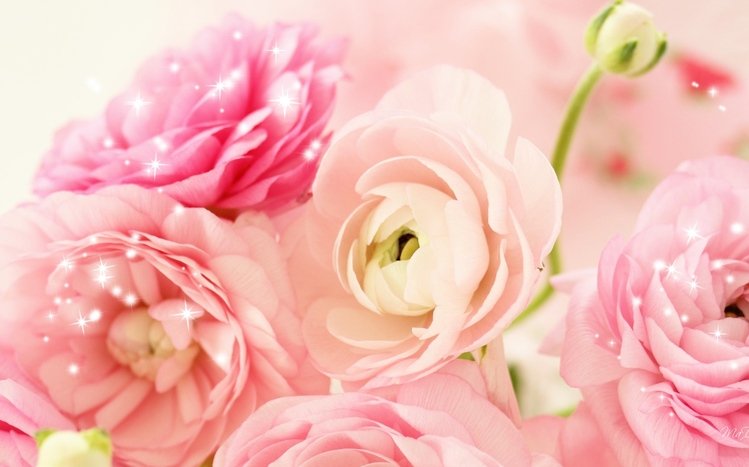 Peony Theme screenshot #16